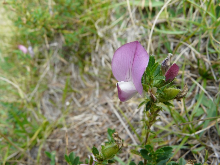 Ononis spinosa